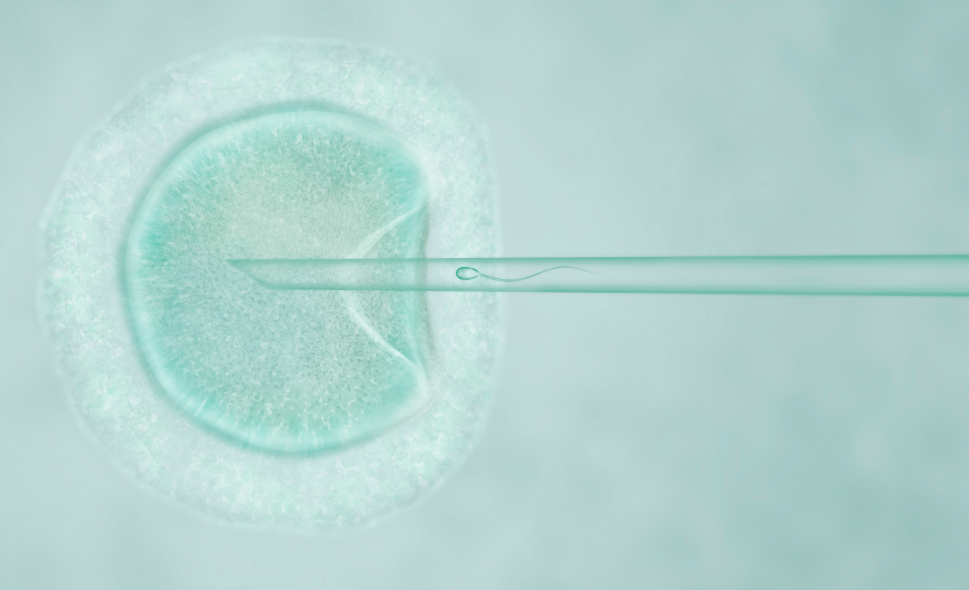 intracytoplasmic_sperm_injection_icsi